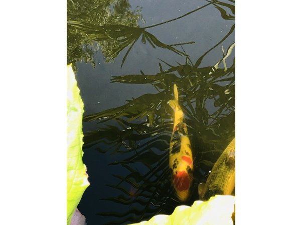 foto nr. 4 van deze Koi Overige , 