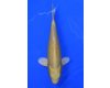 Koi Yamabuki Ogon voor € 120,00