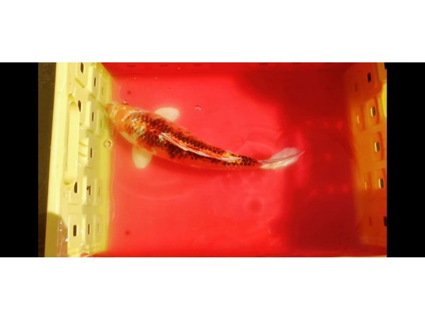 foto nr. 8 van deze Koi Overige , 