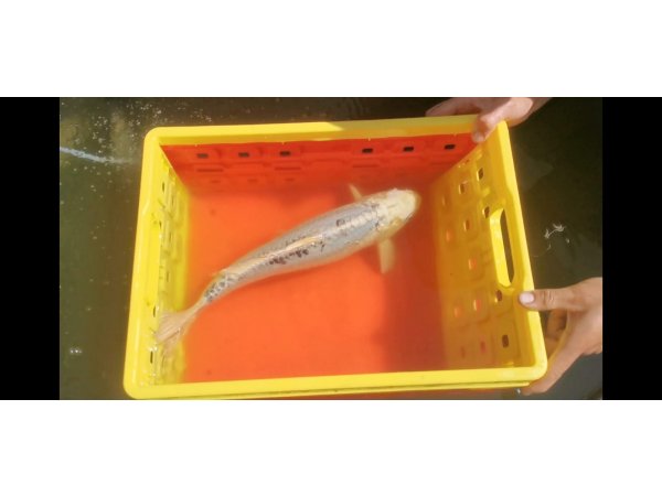 foto nr. 4 van deze Koi Overige , 