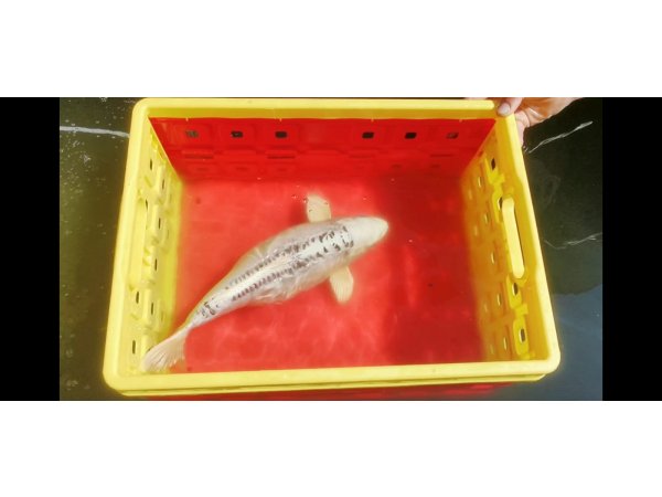 foto nr. 3 van deze Koi Overige , 