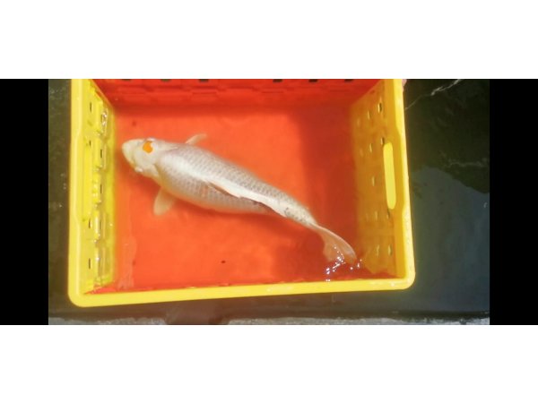 foto nr. 7 van deze Koi Overige , 