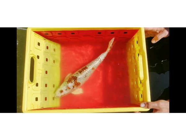 foto nr. 1 van deze Koi Overige , 