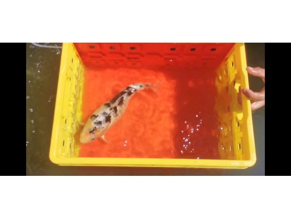 foto nr. 5 van deze Koi Overige , 