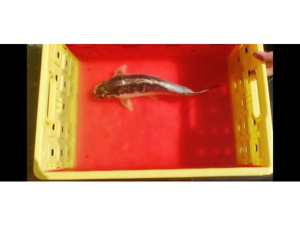 foto nr. 2 van deze Koi Overige , 