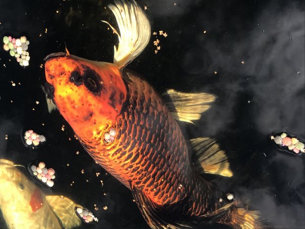 foto nr. 1 van deze Koi Overige ,