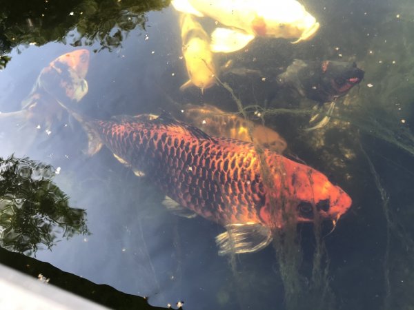 foto nr. 2 van deze Koi Overige ,