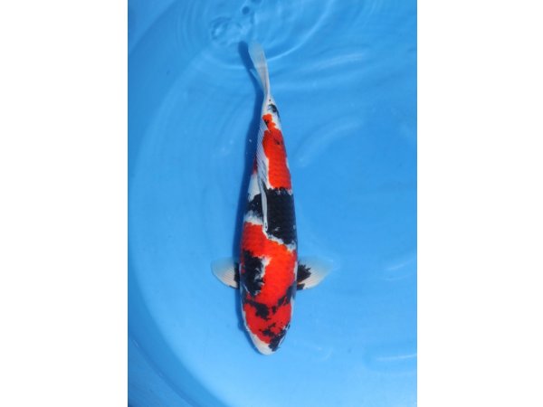foto nr. 2 van deze Koi Showa Sanke , 