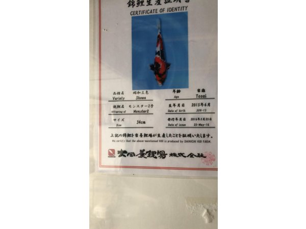 foto nr. 4 van deze Koi Showa Sanke , 