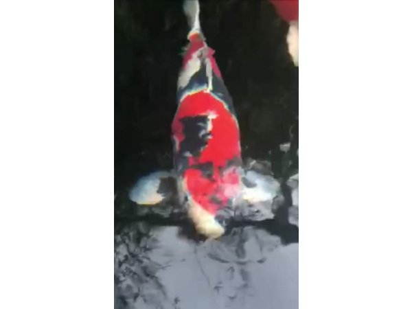 foto nr. 3 van deze Koi Showa Sanke , 