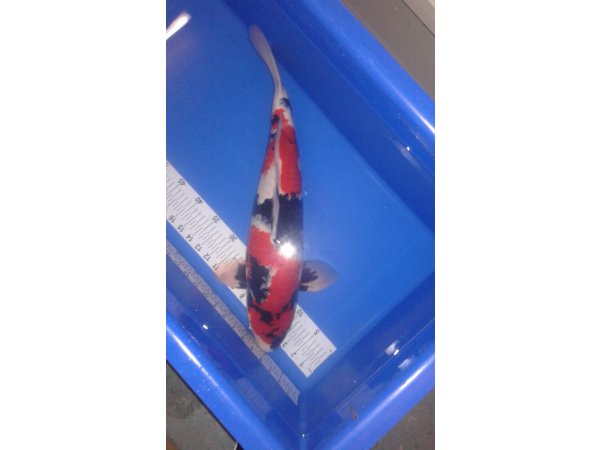 foto nr. 1 van deze Koi Showa Sanke , 