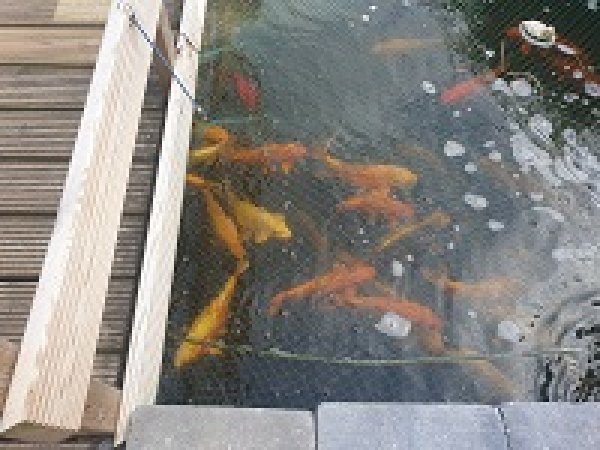 foto nr. 3 van deze Koi Overige , 