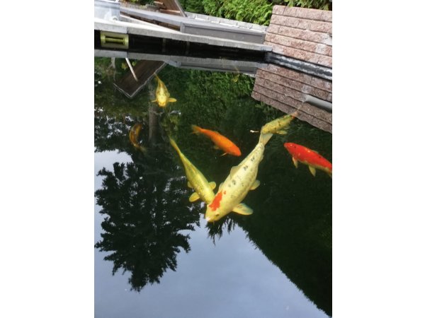 foto nr. 1 van deze Koi Overige , 