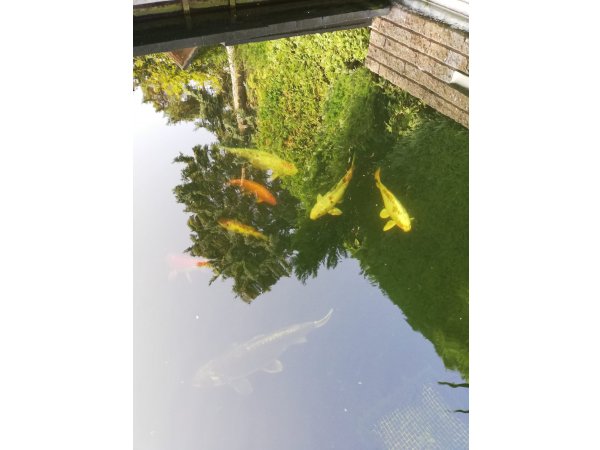 foto nr. 2 van deze Koi Overige , 