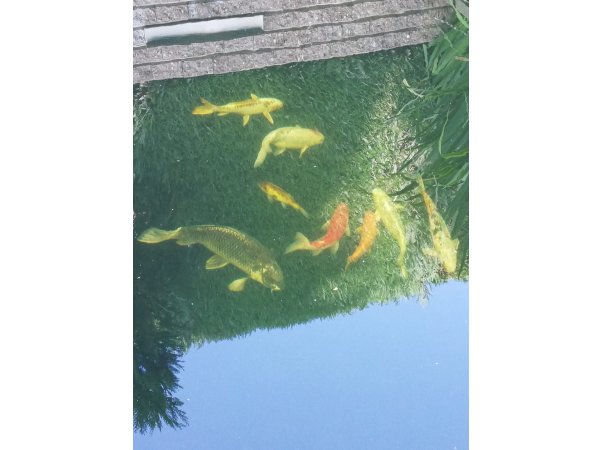 foto nr. 3 van deze Koi Overige , 