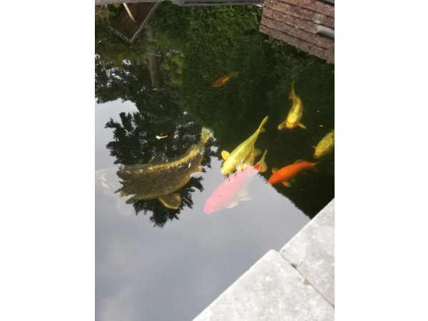 foto nr. 5 van deze Koi Overige , 