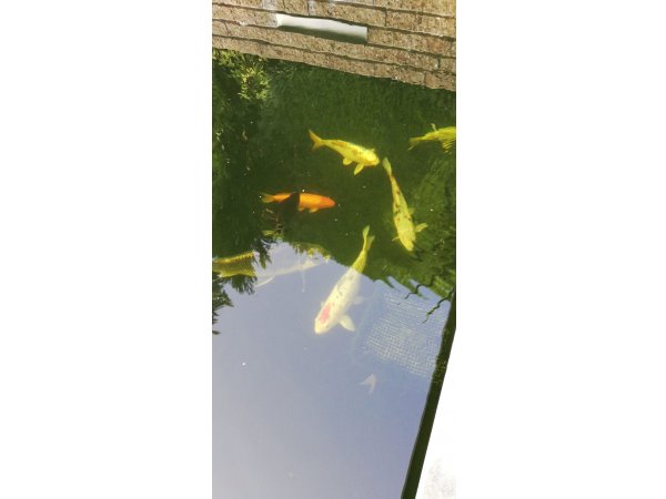 foto nr. 4 van deze Koi Overige , 