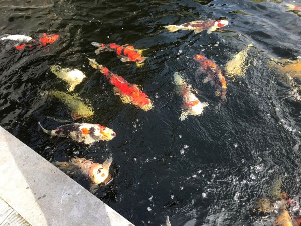 foto nr. 2 van deze Koi Overige , 