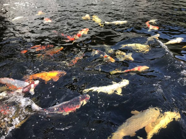 foto nr. 5 van deze Koi Overige , 