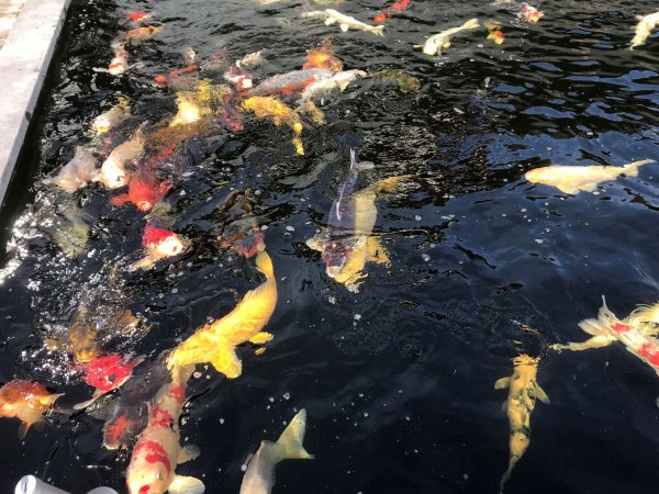 foto nr. 4 van deze Koi Overige , 