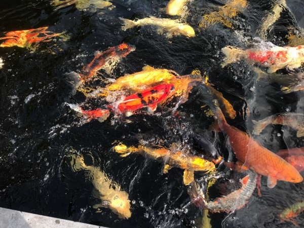 foto nr. 1 van deze Koi Overige , 