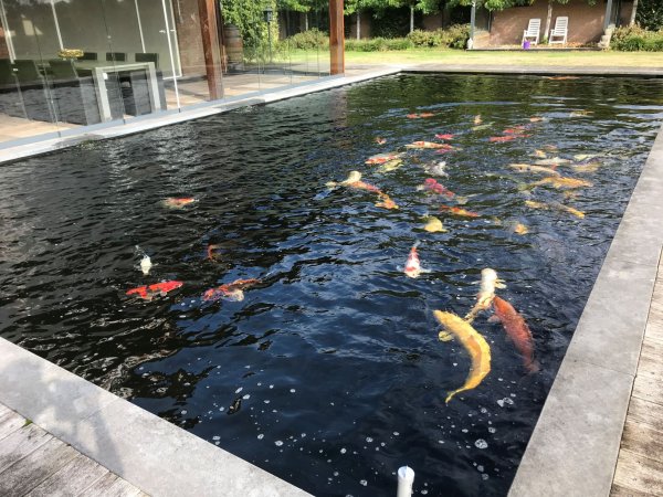 foto nr. 6 van deze Koi Overige , 