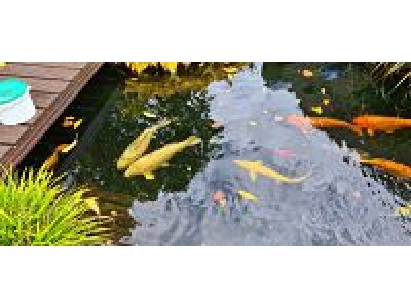 foto nr. 2 van deze Koi Overige , 