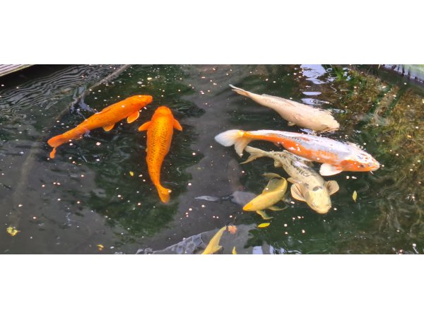 foto nr. 1 van deze Koi Overige , 