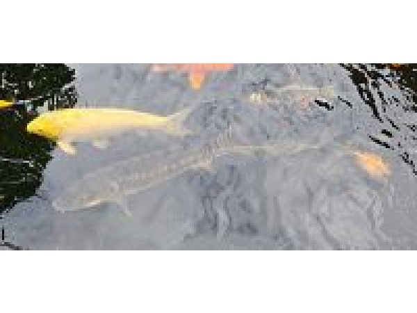 foto nr. 5 van deze Koi Overige , 