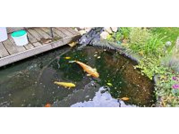 foto nr. 3 van deze Koi Overige , 