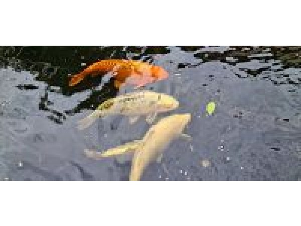 foto nr. 4 van deze Koi Overige , 