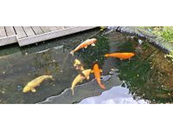 foto nr. 6 van deze Koi Overige , 