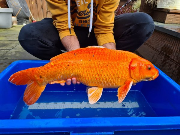 foto nr. 1 van deze Koi Aka Matsuba , 