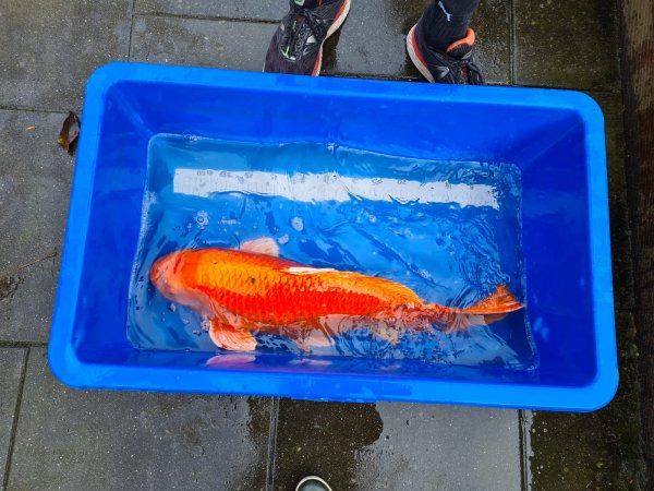 foto nr. 2 van deze Koi Aka Matsuba , 