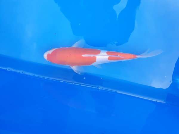 foto nr. 1 van deze Koi Doitsu Kohaku ,