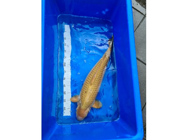 foto nr. 1 van deze Koi Chagoi , 