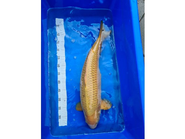 foto nr. 2 van deze Koi Chagoi , 