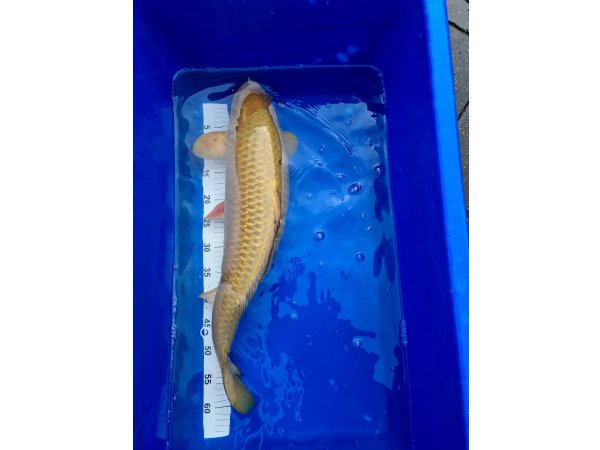 foto nr. 3 van deze Koi Chagoi , 