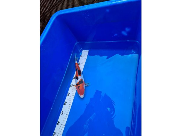 foto nr. 2 van deze Koi Doitsu Sanke , 