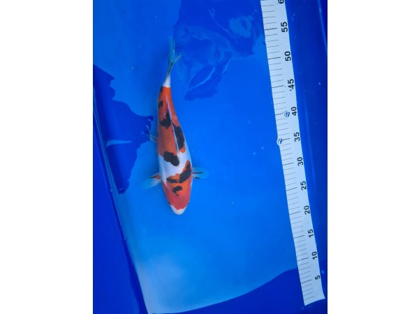 foto nr. 1 van deze Koi Doitsu Sanke , 