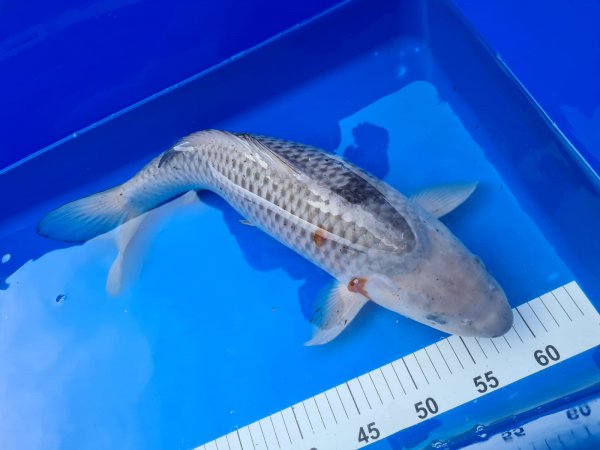 foto nr. 1 van deze Koi Ochiba Shigure , 