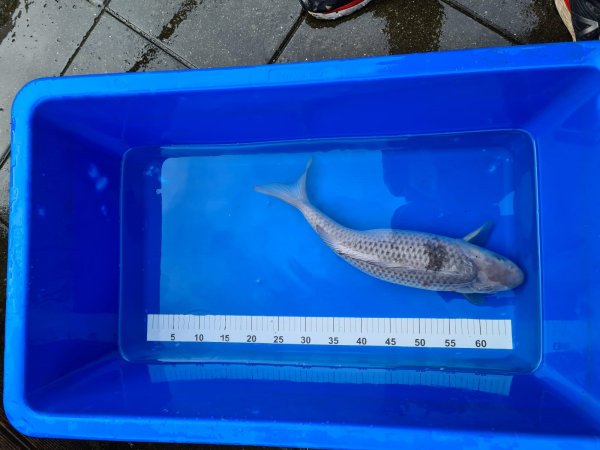 foto nr. 2 van deze Koi Ochiba Shigure , 