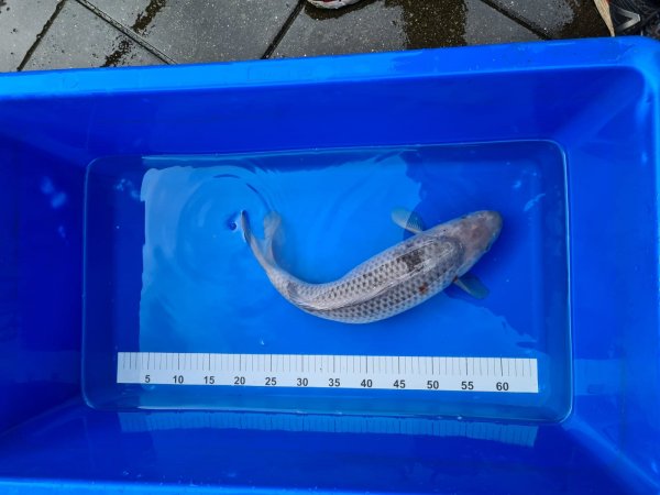 foto nr. 3 van deze Koi Ochiba Shigure , 