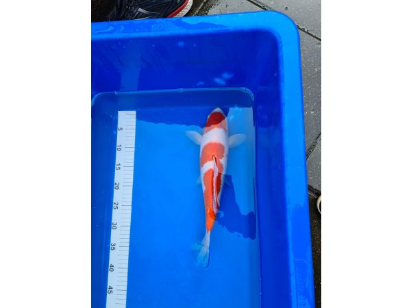 foto nr. 2 van deze Koi Inazuma Kohaku , 