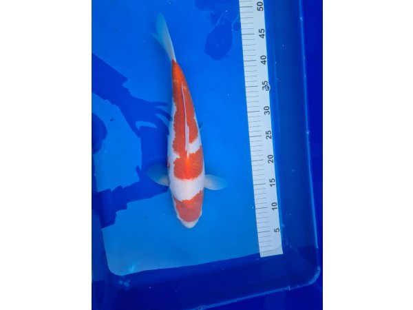 foto nr. 1 van deze Koi Inazuma Kohaku , 