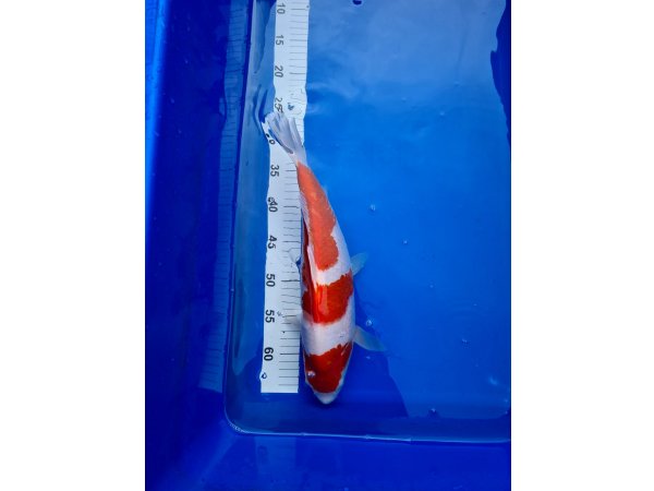 foto nr. 3 van deze Koi Inazuma Kohaku , 