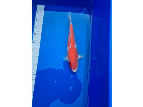 foto nr. 2 van deze Koi Inazuma Kohaku , 