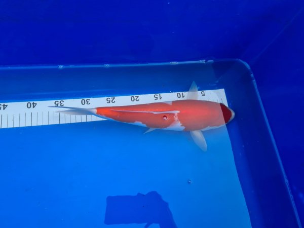 foto nr. 3 van deze Koi Inazuma Kohaku , 