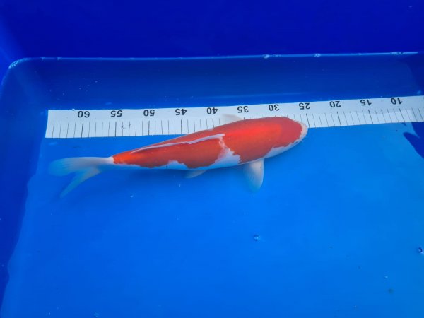 foto nr. 1 van deze Koi Inazuma Kohaku , 