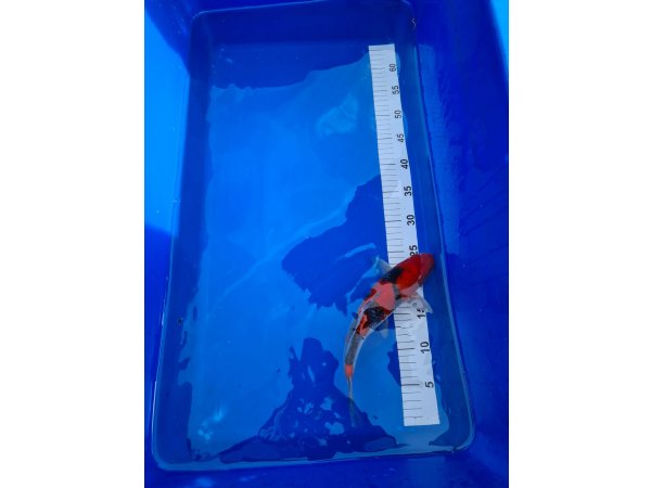 foto nr. 2 van deze Koi Goshiki , 